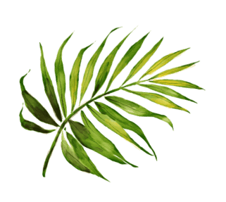 Leaf Image